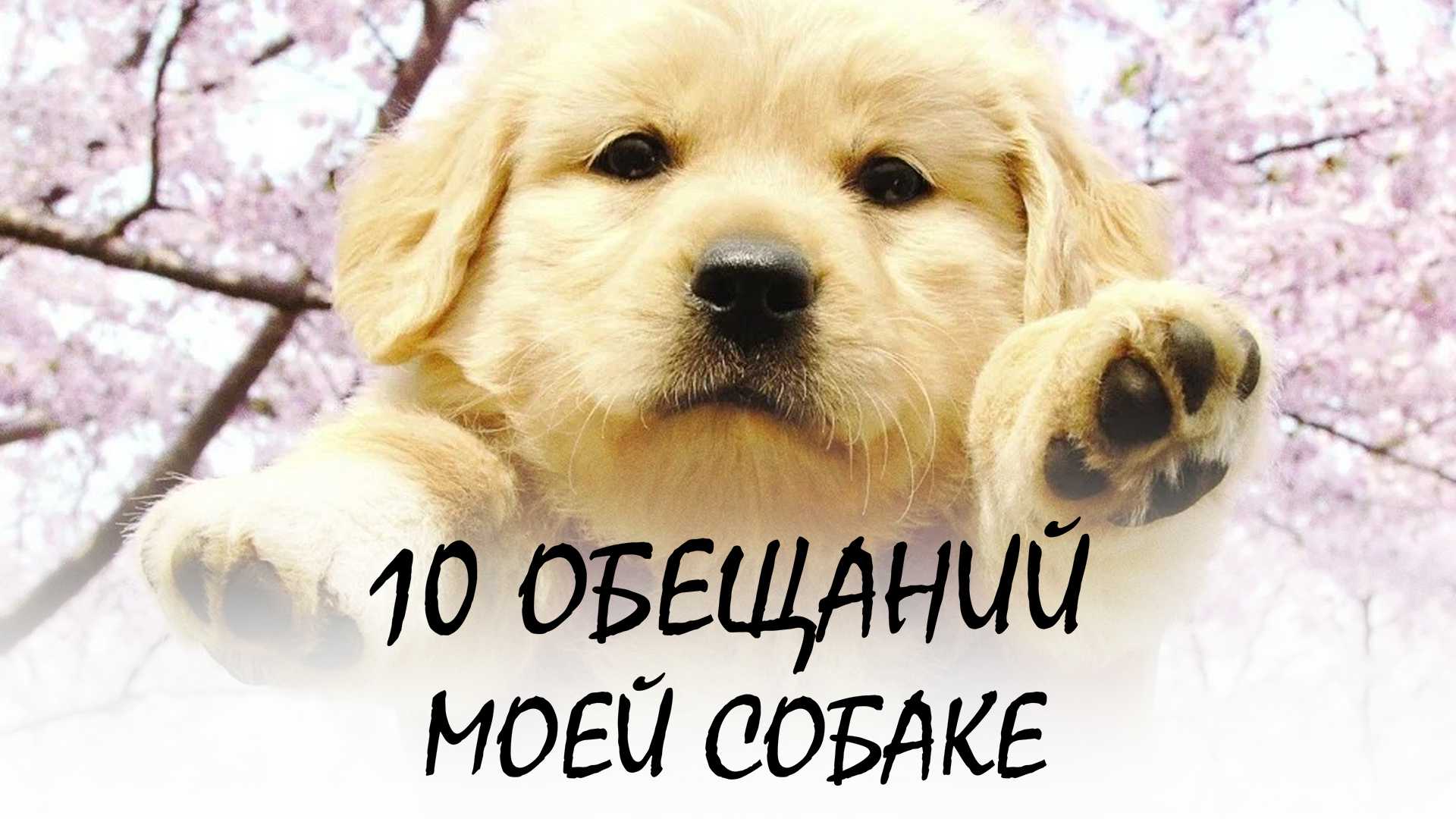 10 обещаний моей собаке