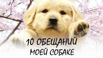 10 обещаний моей собаке