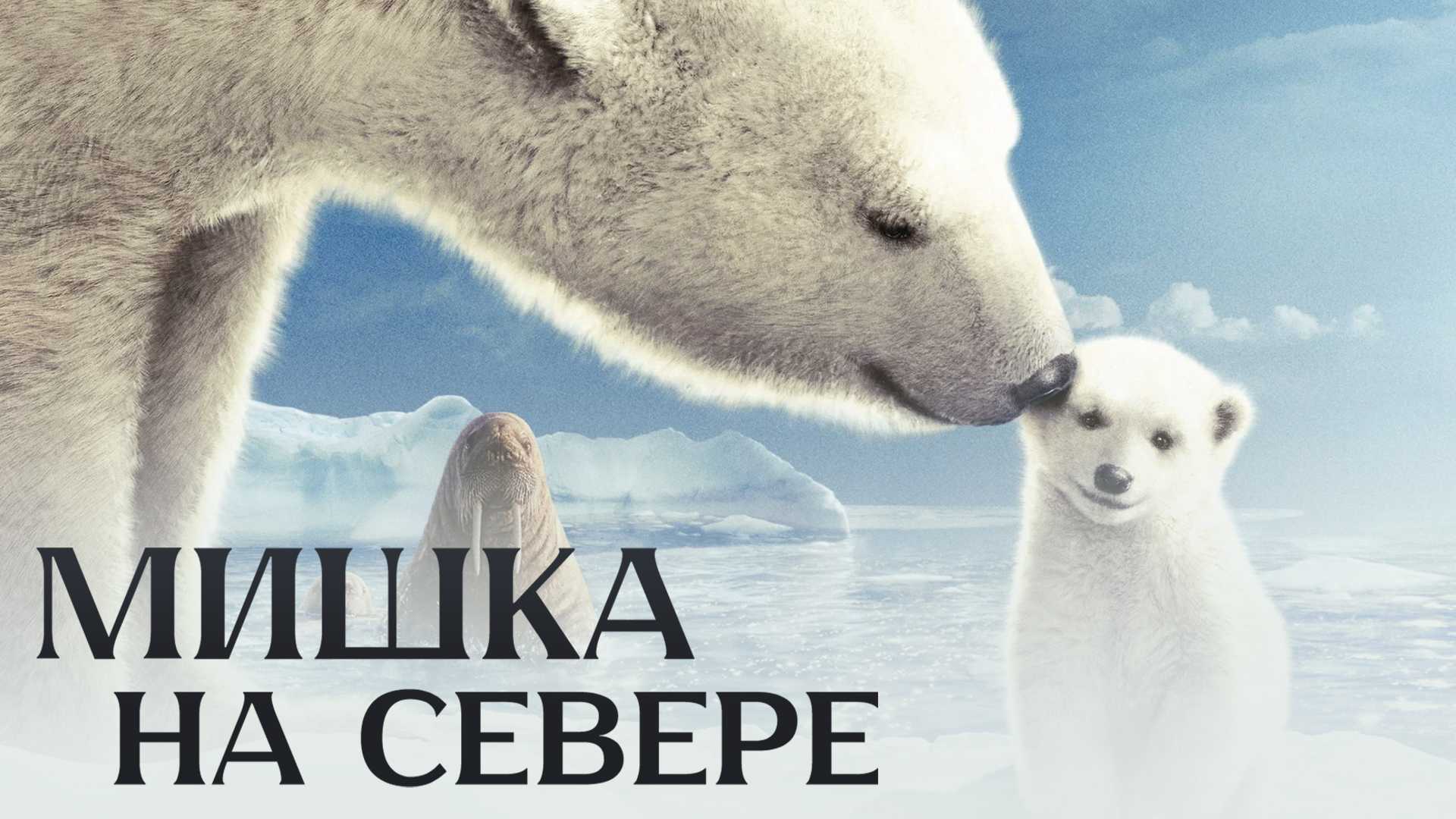 Мишка на Севере