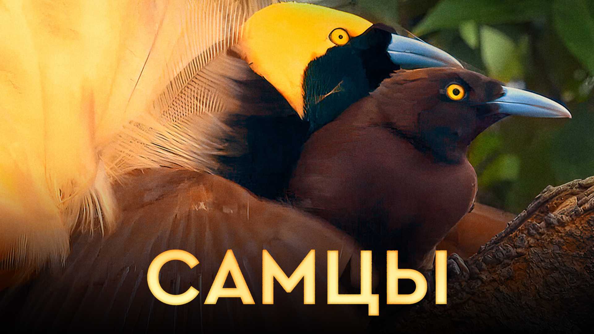 Самцы