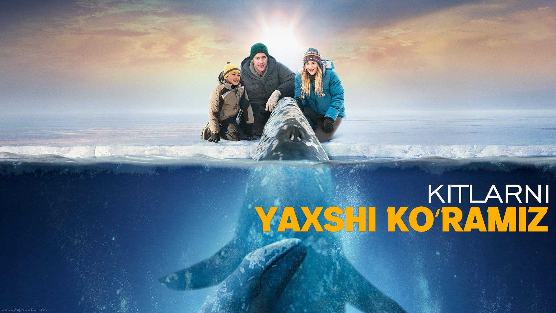 Kitlarni yaxshi koramiz