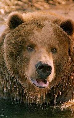 Bart the Bear